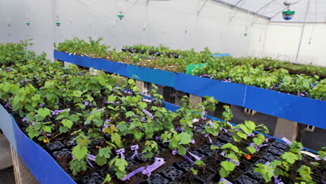 Grape-Seedlings-In-A-Greenhouse.---slider