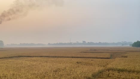 Establishing-wide-view-of-large-Rice-paddy-field-in-Sylhet-near-industrial-area