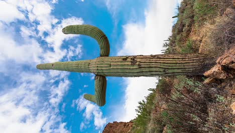 Tiro-Vertical---Cacto-Saguaro-De-Pie-Contra-El-Cielo-Azul-Soleado-Con-Nubes-En-Arizona,-Ee.uu.