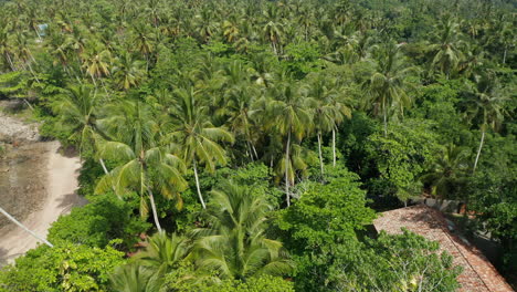 Vista-Aérea-De-Exuberantes-Palmeras-Tropicales-Cerca-Del-Resort-De-Playa-En-Sri-Lanka