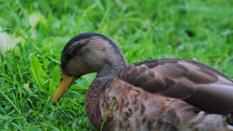 Female-Mallard-Duck-Eating-Grass-On-The-Ground