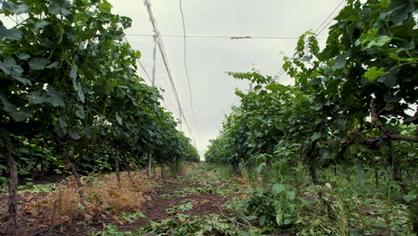 Flying-Through-Rows-Of-Vine-Grape-Yard-Near-Countryside