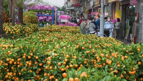 Chinesische-Kunden-Und-Passanten-Gehen-An-Einem-Straßenmarkt-Vorbei,-Auf-Dem-Kumquat-Bäume-Verkauft-Werden,-Die-Auch-Als-Mandarinenbäume-Bekannt-Sind,-Ein-Typisches-Dekoratives-Ornament-Vor-Den-Feierlichkeiten-Zum-Chinesischen-Neujahrsfest-Nach-Dem-Mondkalender