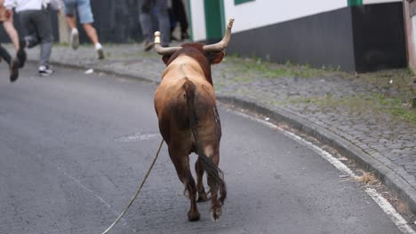 Bull-Is-Running-On-The-Street-In-The-Town-Of-Sao-Mateus-Da-Calheta-During-Tourada-A-Corda-In-Terceira-Island,-Azores,-Portugal
