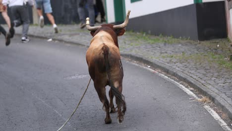 Toro-Corre-En-La-Calle-En-La-Ciudad-De-Sao-Mateus-Da-Calheta-Durante-La-Corrida-De-Toros-En-La-Tercera-Isla,-Azores,-Portugal