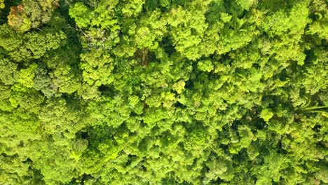 Aerial-top-down-flight-above-green-lighting-forest-trees-in-rainforest-during-sunlight