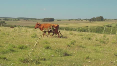 Happy-cow-and-calf-walking-and-running-freely-on-a-natural-pasture,-up-the-hill-in-the-Uruguayan-countryside,-slow-motion,-panning-shot