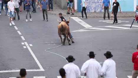 Stierkampf-An-Einem-Seil-In-Der-Stadt-Sao-Mateus-Da-Calheta-Auf-Der-Insel-Terceira,-Azoren,-Portugal