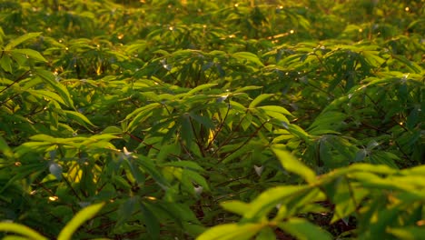 Zeitlupe---Cassava-Pflanzenblätter,-Die-Bei-Sonnenaufgang-Auf-Dem-Mit-Schwanken