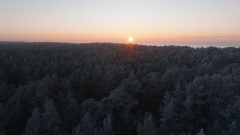 Romantic-aerial-establishing-view-of-Nordic-woodland-pine-tree-forest,-flying-above-the-winter-forest-in-sunset,-romantic-golden-hour-light-glow,-Baltic-sea-coastline,-wide-drone-shot-moving-backward