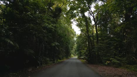 POV-point-of-view-driving-in-the-jungle-forest-rainforest-with-a-car-along-a-country-road-street-in-4K-UHD