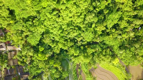 Overhead-drone-shot-of-green-forest-bordering-rice-fields-and-village---Indonesia