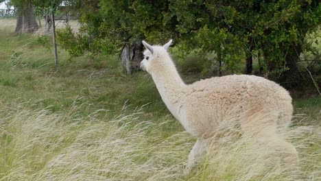 Alpacas-walking-towards-a-horse,-on-a-pasture-in-Uruguay
