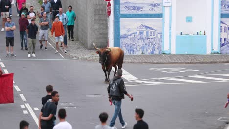 Stier-Im-Seil-Auf-Der-Dorfstraße-Auf-Den-Azoren,-Portugal