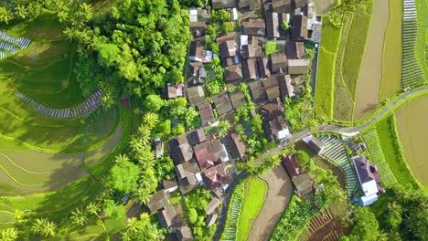 Overhead-drone-shot-of-countryside-in-the-middle-of-rice-fields---Rural-landscape-of-Indonesia
