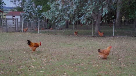Happy-chickens-pecking-and-walking-freely-outside-in-nature,-in-Uruguay