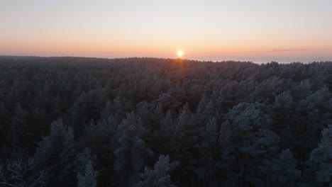 Romantic-aerial-establishing-view-of-Nordic-woodland-pine-tree-forest,-flying-above-the-winter-forest-in-sunset,-romantic-golden-hour-light-glow,-Baltic-sea-coastline,-wide-drone-shot-moving-forward