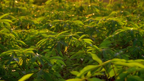 Cassava-Pflanzenblätter,-Die-Bei-Sonnenaufgang-Mit-Schmetterling-Im-Wind-Wehen-–-Nahaufnahme