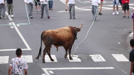 Tourada-A-Corda---Stier-Am-Seil-Läuft-Auf-Der-Straße-Nach-Pastoren-Und-Zuschauern-Auf-Den-Azoren,-Portugal