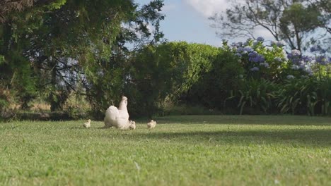 White,-fluffy-chicken-with-chicks-walking-around-in-the-garden,-on-a-farm-in-Uruguay,-panning-shot