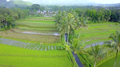 Vista-Aérea-De-La-Carretera-Pavimentada-En-Medio-De-Los-Campos-De-Arroz-Con-Cocoteros--Paisaje-Rural-Si-Indonesia