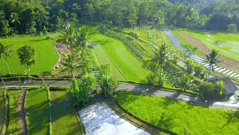 Drone-shot-of-farmers-are-walking-on-the-road-in-the-middle-of-rice-field---Rural-activity-in-Indonesia