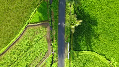 Aerial-top-down-flight-of-farmer-walking-on-road-between-green-Rice-Fields-in-Summer