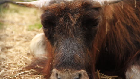 Musk-Ox-Chews-Food-while-it-Sits-on-Hay