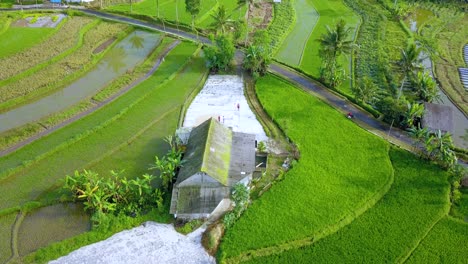 Luftaufnahme-Traditioneller-Landwirtschaftlicher-Aktivitäten-In-Indonesien,-Die-Reisfelder-Nach-Der-Ernte-In-Der-Sonne-Trocknen