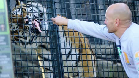 Toma-En-Cámara-Lenta-De-Un-Trabajador-De-Safari-Alimentando-A-Un-Tigre-Hambriento-Con-Carne-Cruda-A-Través-De-La-Cerca