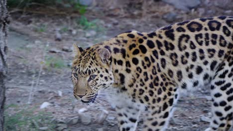 Kamerafahrt-Eines-Leoparden,-Der-Durch-Sein-Gehege-Geht