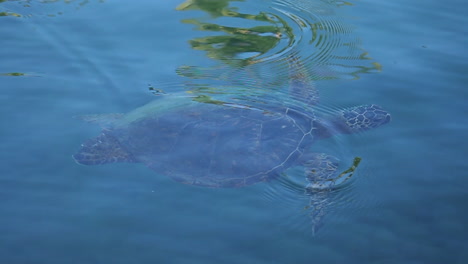Sea-Turtle-Swims-in-Ocean-with-Palm-Trees-Reflecting-in-Water