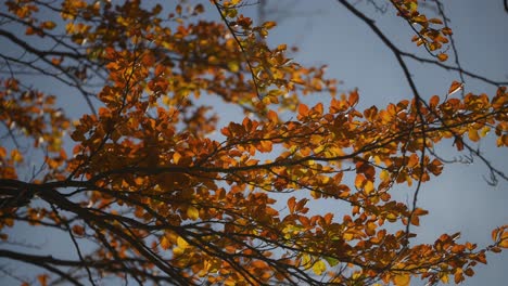 Close-up-shot,-branches-in-the-wind-and-autumn-leaves-on-a-clear-sunny-peaceful-day
