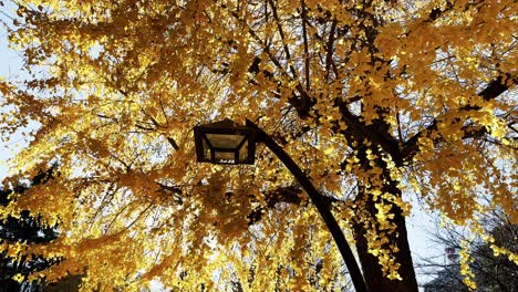 Filmische-Straßenlaterne-Mit-Gelbem-Laub,-Herbstkonzept,-Niedrige-Winkelansicht,-Japan