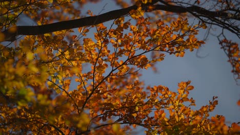 Close-up-shot,-branches-in-the-wind-and-autumn-leaves-on-a-clear-sunny-peaceful-day