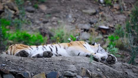Tiger-is-sleeping-in-the-wild-while-another-tiger-walks-by