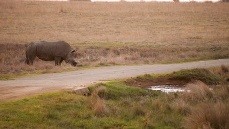 Un-Rinoceronte-Blanco-Se-Encuentra-En-La-Hierba-A-Lo-Largo-De-La-Carretera-En-Un-Parque-De-Vida-Silvestre-En-Sudáfrica