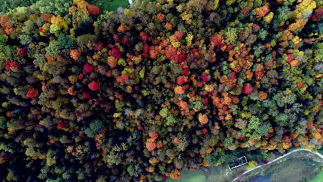 Aerial-Birds-Eye-View-Over-Vibrant-Autumnal-Fall-Forest-Trees-Beside-Countryside