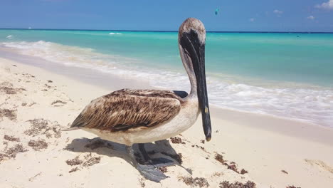 Close-up-of-a-black-beak-Pelican-in-a-beach-in-Playa-del-Carmen-located-in-the-Mayan-Riviera,-México