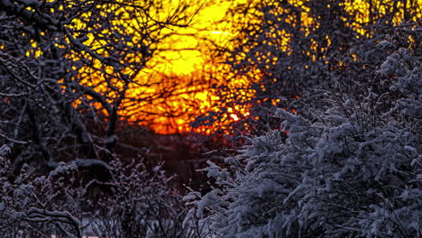 Fiery-bright-orange-color-sunset-behind-snow-covered-forest-branches,-fusion-time-lapse