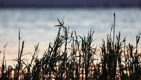 Grass-Sway-In-The-Wind-On-The-Shore-Of-A-Beautiful-Lake-In-Sunrise---wide
