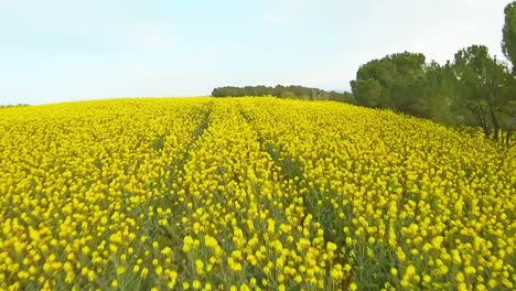 Gelbe-Blumen-Auf-Der-Wiese-Mit-Sanften-Hügeln-In-Der-Natur