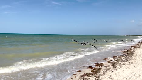 Aufnahme-Von-Vögeln,-Die-Am-Strand-Von-Yucatan,-Mexiko,-Nach-Nahrung-Suchen