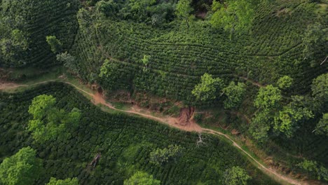 Endless-green-tea-plantations-in-Bangladesh,-aerial-downwards-view