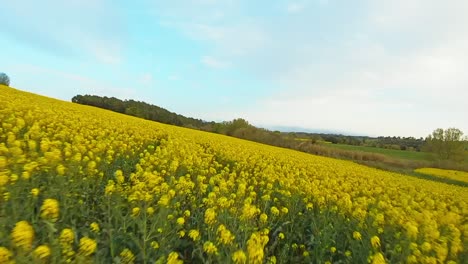 Fast-FPV-drone-shot-of-yellow-flowers-in-beautiful-meadow-and-field