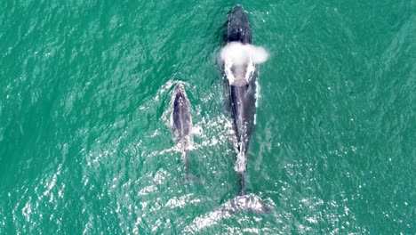 Luftdrohnenaufnahme-Eines-Wunderschönen-Buckelwals,-Der-Mit-Babykalb-Schwimmt,-Säugetier,-Meeresküste,-Tourismus,-Reisen,-Zentrale-Küste,-NSW,-Australien-4k