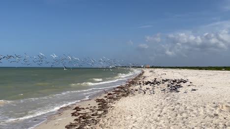 Zeitlupenaufnahme-Von-Möwen,-Die-Auf-Der-Suche-Nach-Nahrung-In-Yucatan-Am-Strand-Abheben