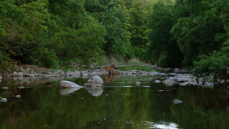 Fernsicht-Auf-Hirsche,-Die-In-Einem-Seicht-Fließenden-Fluss-Mit-Felsen-Im-Provinzpark-In-Ontario,-Kanada,-Auf-Nahrungssuche-Gehen