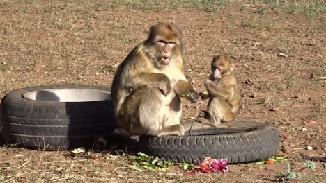 Monkey-mother-and-her-child-looking-for-food-in-old-tires