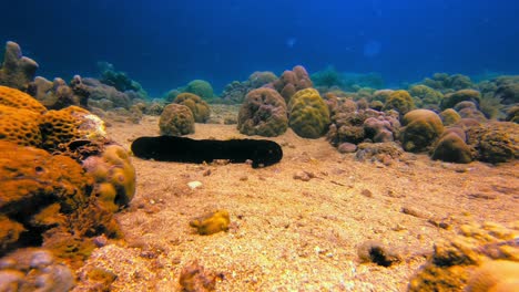Timelapse-of-a-moving-black-sea-cucumber-among-the-coral-in-the-sea